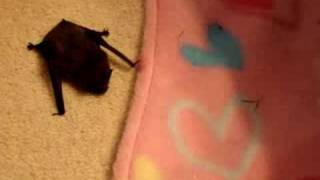 Tiny pipistrelle bat found on the driveway [upl. by Sualkin480]