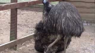 Emus mating [upl. by Carla]