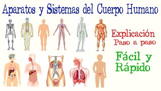 👤Aparatos y Sistemas del Cuerpo Humano  Fácil y Rápido  BIOLOGÍA [upl. by Kentiga457]