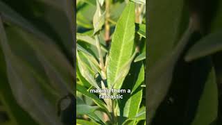 Caring for Lemon Myrtle Backhousia citriodora [upl. by Vincenta910]