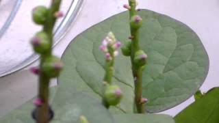 Malabar spinach purple and green from seedling to flowering to seeding [upl. by Anivle]