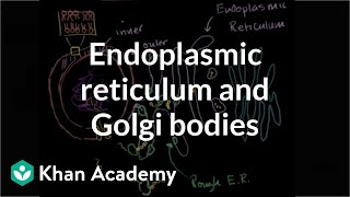 Endoplasmic reticulum and Golgi bodies  Biology  Khan Academy [upl. by Rhys493]