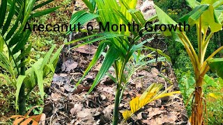 Arecanut 6 month growth agriculture arecanut farming [upl. by Hunsinger38]