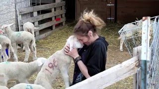 Helle Rambouillet Ranch  National Sheep Improvement Program [upl. by Shelia686]