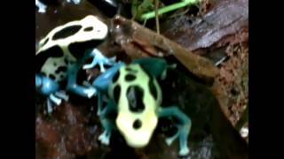 Dart frogs calling male Patricia calling terrarium [upl. by Adnalra]