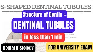 Structure of Dentindentinal tubulesDentinin1minproff examDental histologyBDSDentoTuber [upl. by Clarinda]