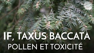 If Taxus baccata Pollen et toxicité [upl. by Beedon]