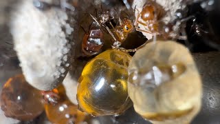 Honey pot ants Myrmecocystus mexicanusspecies info and care tips [upl. by Egres]