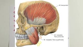 ANATOMİ22KONUTemporal Bölge ve Çiğneme Kasları [upl. by Danell]