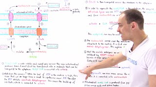 Initiation of Fatty Acid Synthesis [upl. by Levi]