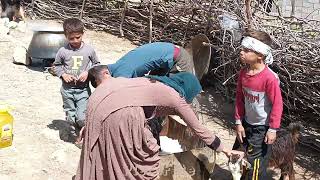 Herding Help Suze and Neighbor Tackle Lice Infestation [upl. by Ynnos]