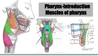 Muscles of pharynx [upl. by Ellenrahc]