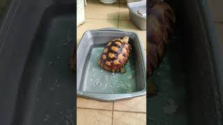 urates kura kura sulcata cutetortoise sulcatatortoise [upl. by Aihsot]