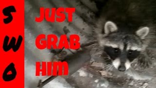 Releasing a raccoon from a dog proof trap [upl. by Norha]