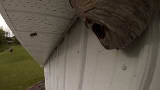 Gopro Rammed Into Wasp Nest [upl. by Convery254]