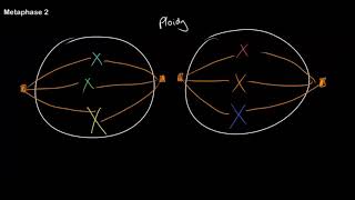 Understanding Ploidy and Meiosis at All Stages [upl. by Ezeerb]