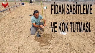 YENİ DİKİLEN FİDANLARA DESTEK YADA ÇITA BAĞLAMAfidan fide bağlama fidandestek bahçe bag [upl. by Anrym]