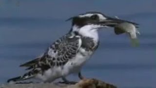 Pied Kingfisher Catching Fish in Split Second  BBC Studios [upl. by Erida]