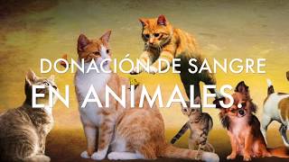 Donación de sangre en perros y gatos [upl. by Hendon958]