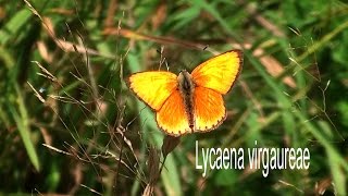 Lycaena virgaureae [upl. by Sorilda]