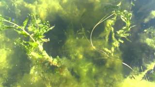 Rondeau Bay Aquatic Vegetation [upl. by Teragram]