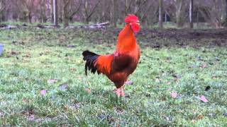 Chant du Coq Marans The Marans rooster song [upl. by Aimas931]