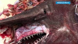 Fisherman Catches Goblin Shark [upl. by Mathia]