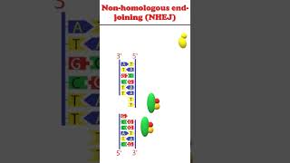 Non homologous end joining animation dnadamagerepair [upl. by Liggett]