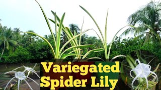 Variegated Spider Lily Plant Care amp Repotting [upl. by Nogem312]