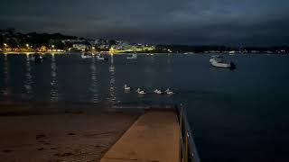 Pelicans catching fish near Terrigal boat ramp before sunrise [upl. by Othilia]