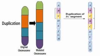 Duplication Chromosome Meaning [upl. by Levitus26]