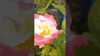 గులాబీలు rose roses roseplants roseflower rosewater roseplantgrowingtips organicgardening [upl. by Adiaz]