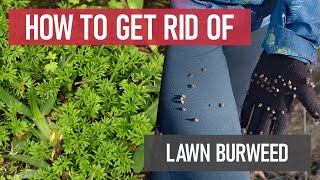 How to Get Rid of Lawn Burweed Weed Management [upl. by Celik]