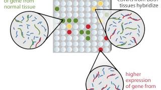 DNA Microarray [upl. by Jeth]