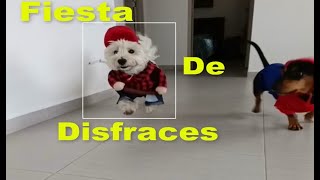 Fiesta de disfraces mascotas [upl. by Avehstab]