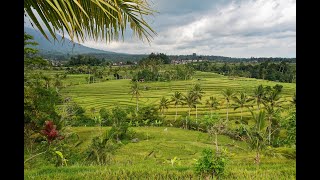 Les rizières de Jatiluwih 4K  Île de Bali  Indonésie [upl. by Akimad182]