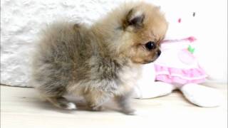 Boutique Teacup Puppies  Micro Teacup Pomeranians Tiniest Pom Puppies [upl. by Aivata]