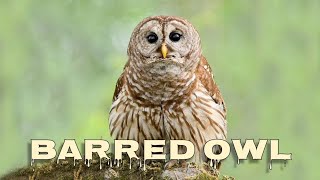 Barred owl sounds barred owl hooting [upl. by Singer]