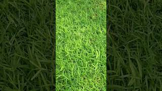 St Augustine grass Stenotaphrum secundatum warm season lawn grass Family Poaceae [upl. by Sachsse]