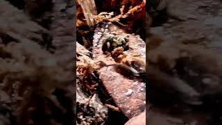 Springtail chasing off bigger bug Cute but braveterrarium [upl. by Ised]