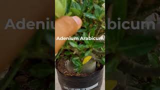 Adenium Arabicum plant adeniumobesumgrafting adeniumrepotting houseplants gardening [upl. by Aicelet709]