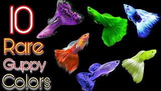 10 Rare Guppy Fish You Havent Seen😵😍 [upl. by Etnuahc]