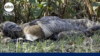 How Florida biologists discovered a Burmese python swallowing a fullygrown deer [upl. by Richmal367]