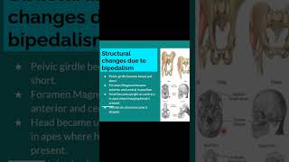 Structural changes in man due to bipedalism biology paleoanthropology upsc physicalanthropology [upl. by Kaine430]