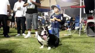 AMERICAN BULLY SHOW  LIGHTS OUT 2 [upl. by Emmuela]