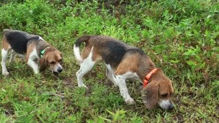 Skyviews Beagles Training For Northern WV Beagle Club AKC Gun Dog Brace Trial [upl. by Ahser]