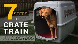 How to Crate Train an Older Dog in 7 Simple Steps [upl. by Kellina]