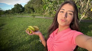 Vlog pegando fruta no condomínio [upl. by Schulein]