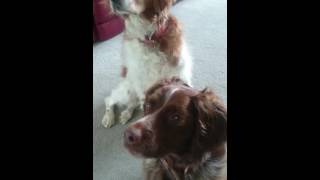 My Brittany dogs waiting for a treat and shaking with anticipation [upl. by Namas550]