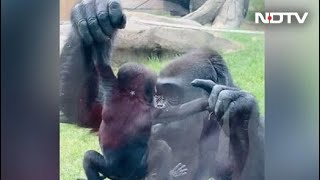 Viral Video Gorilla Shows Off Baby To Visitors At Zoo In Canada [upl. by Mauretta]